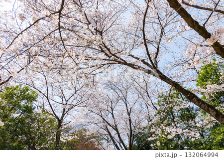 春の兵庫県姫路市 世界遺産 国宝姫路城と桜 春の兵庫県姫路市 世界遺産 国宝姫路城と桜 132064994