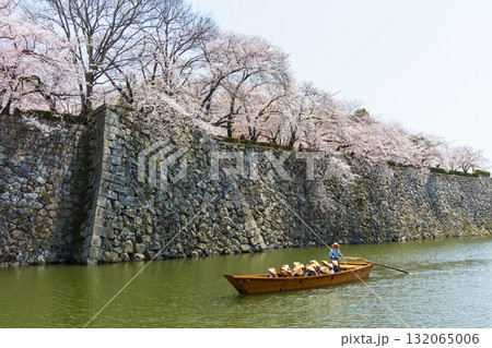 春の兵庫県姫路市　世界遺産　国宝姫路城と桜 132065006