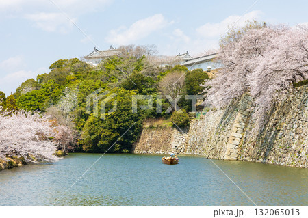 春の兵庫県姫路市 世界遺産 国宝姫路城と桜 春の兵庫県姫路市 世界遺産 国宝姫路城と桜 132065013