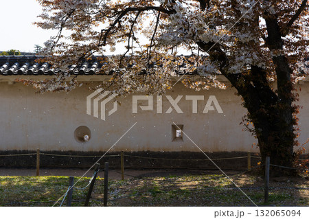春の兵庫県姫路市 世界遺産 国宝姫路城と桜 春の兵庫県姫路市 世界遺産 国宝姫路城と桜 132065094