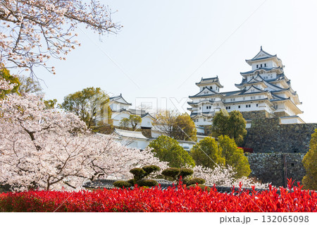 春の兵庫県姫路市　世界遺産　国宝姫路城と桜 132065098