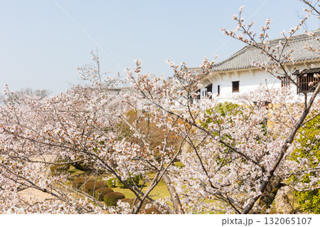 春の兵庫県姫路市　世界遺産　国宝姫路城と桜 132065107