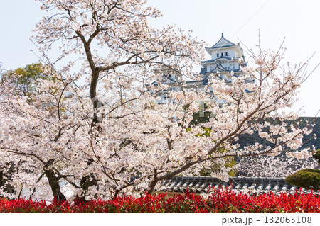 春の兵庫県姫路市 世界遺産 国宝姫路城と桜 春の兵庫県姫路市 世界遺産 国宝姫路城と桜 132065108
