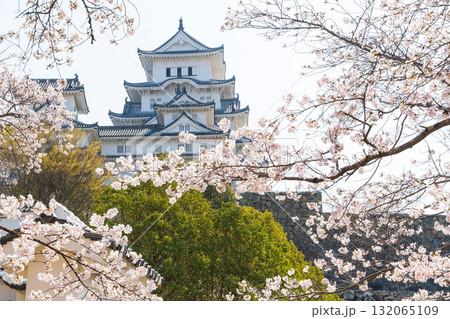 春の兵庫県姫路市　世界遺産　国宝姫路城と桜 132065109