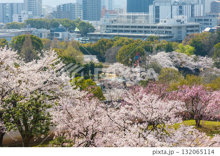 春の兵庫県姫路市　世界遺産　国宝姫路城と桜 132065114