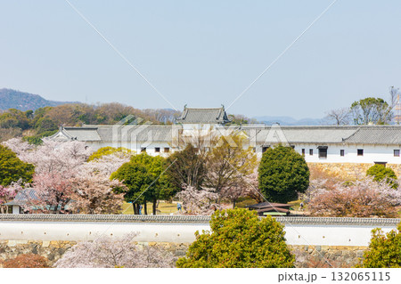 春の兵庫県姫路市 世界遺産 国宝姫路城と桜 春の兵庫県姫路市 世界遺産 国宝姫路城と桜 132065115