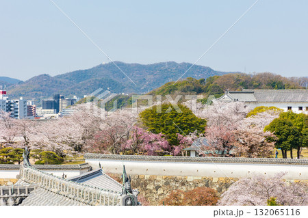 春の兵庫県姫路市 世界遺産 国宝姫路城と桜 春の兵庫県姫路市 世界遺産 国宝姫路城と桜 132065116