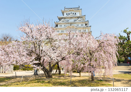 春の兵庫県姫路市　世界遺産　国宝姫路城と桜 132065117