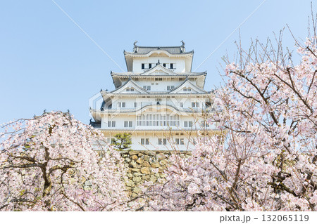 春の兵庫県姫路市　世界遺産　国宝姫路城と桜 132065119