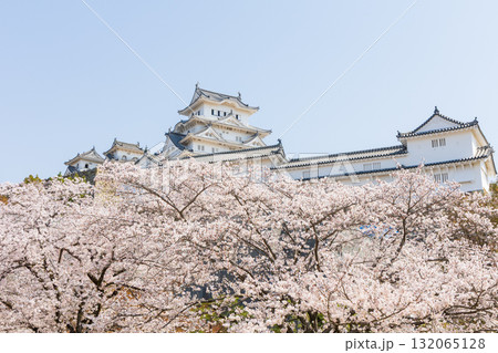 春の兵庫県姫路市　世界遺産　国宝姫路城と桜 132065128