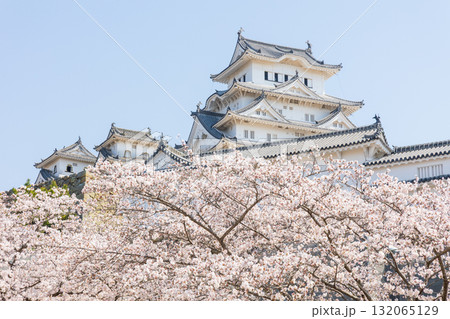 春の兵庫県姫路市　世界遺産　国宝姫路城と桜 132065129