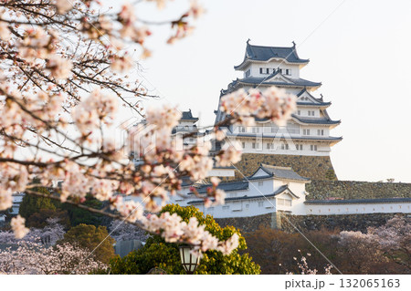 春の兵庫県姫路市　世界遺産　国宝姫路城と桜 132065163