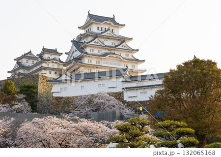 春の兵庫県姫路市 世界遺産 国宝姫路城と桜 春の兵庫県姫路市 世界遺産 国宝姫路城と桜 132065168