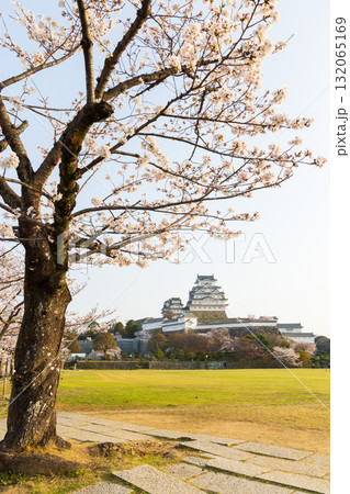 春の兵庫県姫路市　世界遺産　国宝姫路城と桜 132065169
