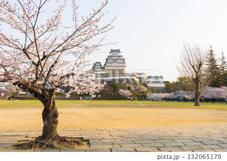 春の兵庫県姫路市 世界遺産 国宝姫路城と桜 春の兵庫県姫路市 世界遺産 国宝姫路城と桜 132065170