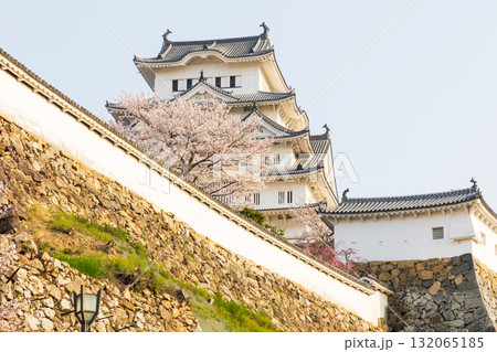 春の兵庫県姫路市　世界遺産　国宝姫路城と桜 132065185