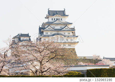 春の兵庫県姫路市 世界遺産 国宝姫路城と桜 春の兵庫県姫路市 世界遺産 国宝姫路城と桜 132065190
