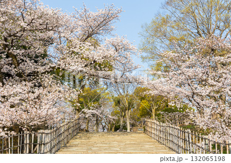 春の兵庫県姫路市 世界遺産 国宝姫路城と桜 春の兵庫県姫路市 世界遺産 国宝姫路城と桜 132065198
