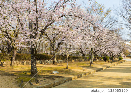 春の兵庫県姫路市　世界遺産　国宝姫路城と桜 132065199