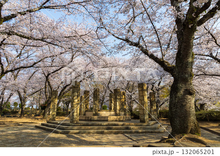 春の兵庫県姫路市 世界遺産 国宝姫路城と桜 春の兵庫県姫路市 世界遺産 国宝姫路城と桜 132065201