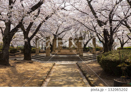 春の兵庫県姫路市 世界遺産 国宝姫路城と桜 春の兵庫県姫路市 世界遺産 国宝姫路城と桜 132065202