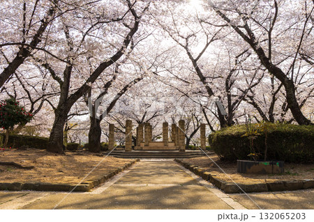 春の兵庫県姫路市 世界遺産 国宝姫路城と桜 春の兵庫県姫路市 世界遺産 国宝姫路城と桜 132065203