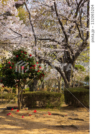 春の兵庫県姫路市　世界遺産　国宝姫路城と桜 132065204