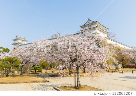 春の兵庫県姫路市　世界遺産　国宝姫路城と桜 132065207