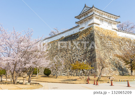 春の兵庫県姫路市　世界遺産　国宝姫路城と桜 132065209