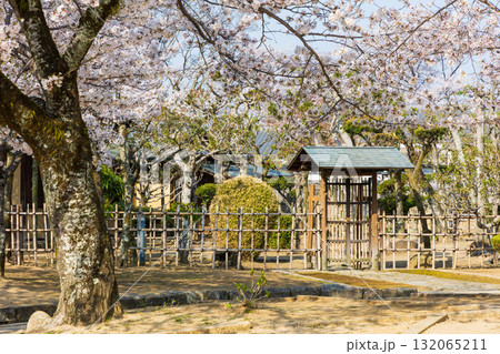 春の兵庫県姫路市 世界遺産 国宝姫路城と桜 春の兵庫県姫路市 世界遺産 国宝姫路城と桜 132065211