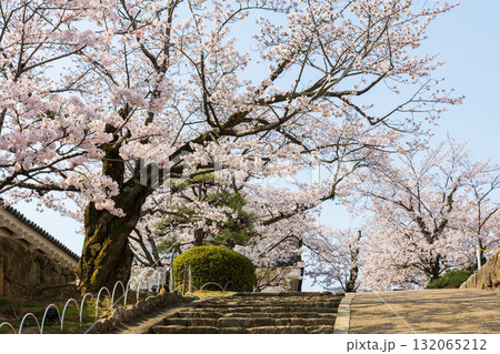 春の兵庫県姫路市 世界遺産 国宝姫路城と桜 春の兵庫県姫路市 世界遺産 国宝姫路城と桜 132065212