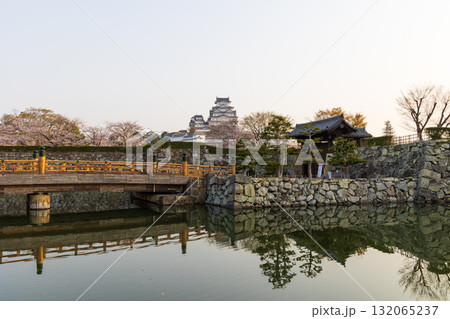 春の兵庫県姫路市　世界遺産　国宝姫路城と桜 132065237