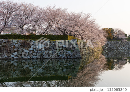 春の兵庫県姫路市　世界遺産　国宝姫路城と桜 132065240