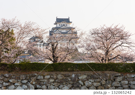 春の兵庫県姫路市 世界遺産 国宝姫路城と桜 春の兵庫県姫路市 世界遺産 国宝姫路城と桜 132065242