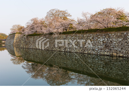 春の兵庫県姫路市　世界遺産　国宝姫路城と桜 132065244