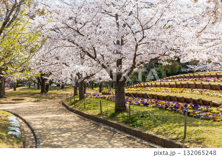 春の兵庫県姫路市　世界遺産　国宝姫路城と桜 132065248
