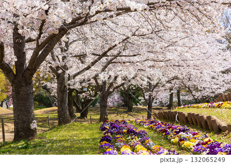 春の兵庫県姫路市 世界遺産 国宝姫路城と桜 春の兵庫県姫路市 世界遺産 国宝姫路城と桜 132065249
