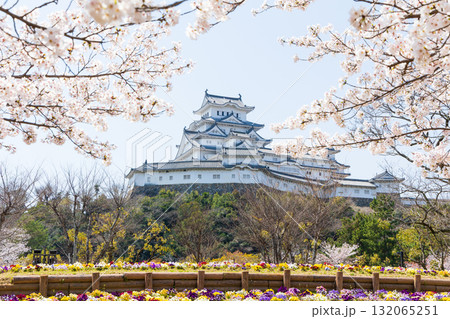 春の兵庫県姫路市 世界遺産 国宝姫路城と桜 春の兵庫県姫路市 世界遺産 国宝姫路城と桜 132065251