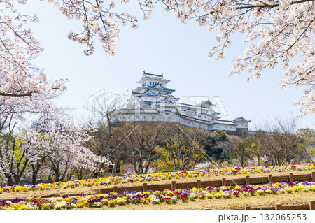 春の兵庫県姫路市　世界遺産　国宝姫路城と桜 132065253