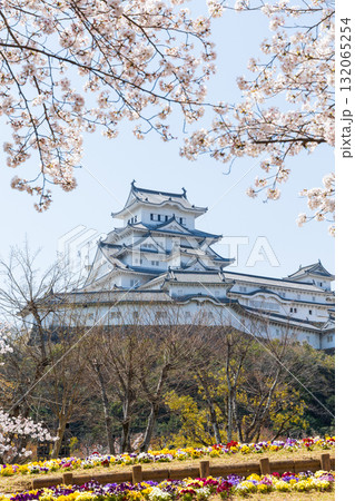 春の兵庫県姫路市　世界遺産　国宝姫路城と桜 132065254