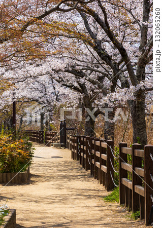 春の兵庫県姫路市　世界遺産　国宝姫路城と桜 132065260