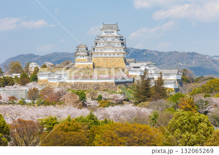 春の兵庫県姫路市 世界遺産 国宝姫路城と桜 春の兵庫県姫路市 世界遺産 国宝姫路城と桜 132065269