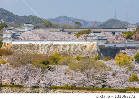 春の兵庫県姫路市　世界遺産　国宝姫路城と桜 132065272