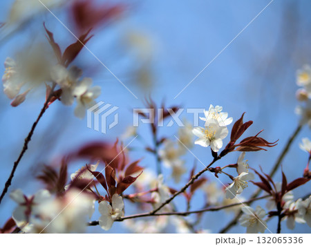 4月に咲いた美しいオオヤマザクラ(大山桜) 4月に咲いた美しいオオヤマザクラ(大山桜) 132065336