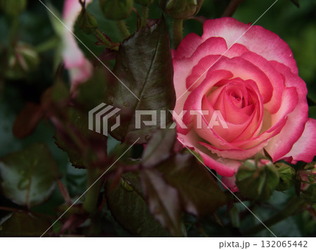 雨上がりの6月に美しく咲いたピンク色のバラ「ニコール」 132065442