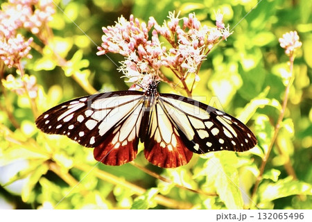 海岸の山の斜面のフジバカマのアサギマダラ 海岸の山の斜面のフジバカマのアサギマダラ 132065496