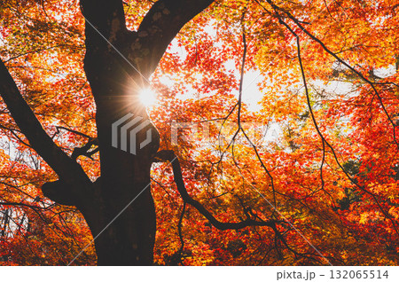 晩秋の早出公園の紅葉 晩秋の早出公園の紅葉 132065514