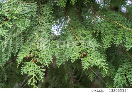ヒノキの葉 ヒノキの葉 132065534