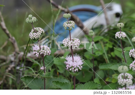 秋の庭に咲く薄桃色のダンギクの花 132065556