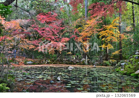南禅寺　天授庵の紅葉と池泉回遊式庭園 132065569
